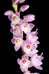 Closeup of blooming cymbidium orchid flower
