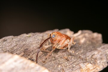 Closeup of Curculio nucum perching on wood © Wirestock