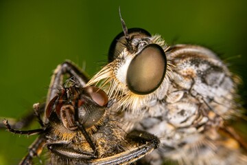 Macro shot of a fly with compound eyes open