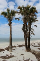 Scenic view of palm trees standing on a white sandy beach, overlooking the clear blue ocean