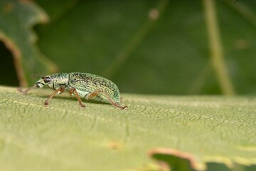 Closeup small green insect perched on the leaf of a plant