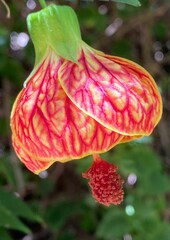 Close-up of a vibrant redvein abutilon (Abutilon pictum) flower hanging delicately from a ranch