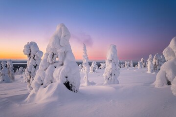 Scenic winter wonderland of fir forest trees covered with heavy snow at sunset