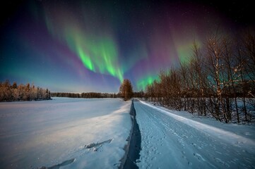 an image of the aurora bore above the tree line in winter