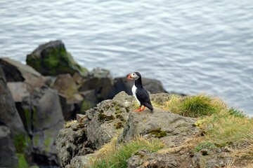Small puffin perched on a rocky outcrop overlooking a seascape