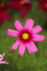 Obraz premium Closeup of blooming pink flower