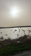 Obraz premium Swamp near Odra river in Silesia