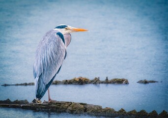 Shot of a grey heron perched atop a rocky outcropping in shallow water near the shore