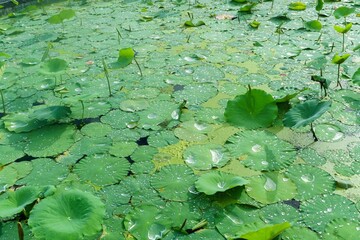 Lotus leaves swimming on a lake with droplets on surface in sunshine