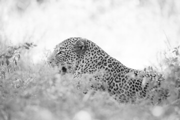 Leopard resting in shade on the ground