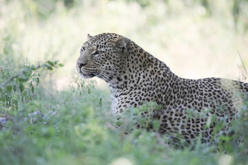 Leopard resting in shade on the ground
