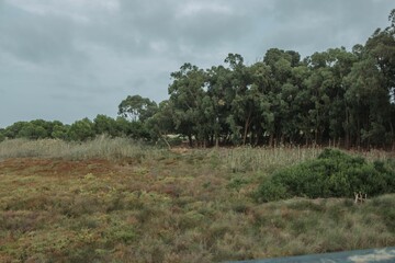 Lush field of green foliage featuring trees and bushes