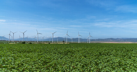View of a wind farm or wind park with tall wind turbines to generate electricity with copy space. Green energy concept.