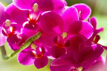 Naklejka na ściany i meble Close up shot of a vibrant Moth orchid flower stands atop a lush, green meadow