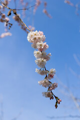 Fototapeta premium cherry tree blossom