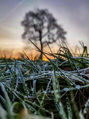 frost on grass next to the ground with tree in the distance