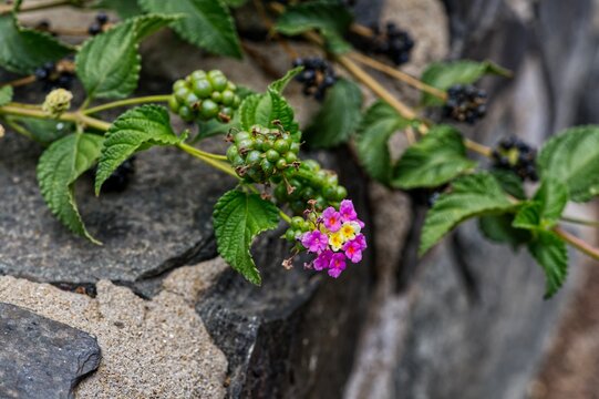 Close-up of pink Lantana vaulted blooming on the side of a wall