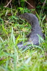 Monitor lizard perched on lush grass in a forest setting in Borneo