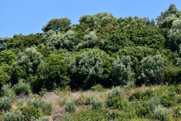 Bottom view of olive and pine trees on a hill against blue sky in summer, Turkey
