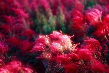 Closeup of pink Sundew plants in sunlight