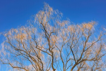 Large willow tree without leaves against a clear blue sky