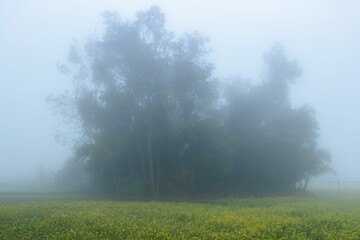 Misty yellow winter morning and winter environment with yellow mustard tree