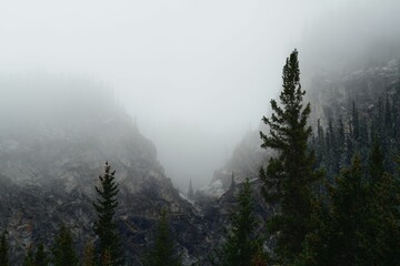Stunning landscape of mountain peaks shrouded in fog, dotted with tall pine trees - obrazy, fototapety, plakaty