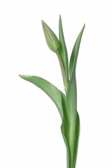 Vertical shot of a tulip with a bud isolated on white background