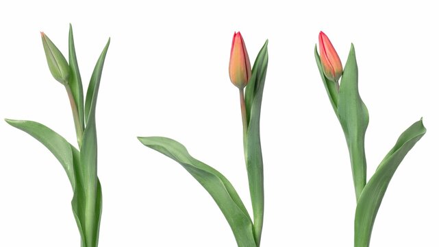 Closeup of three red tulips with buds isolated on white background
