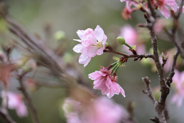 Obraz premium a Cerasus campanulata at the Hong Kong Velodrome Park