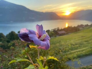 the sunset is seen over a flower on top of a hill