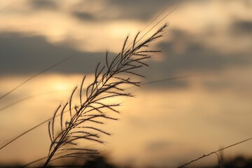 Beautiful bright sunset sky with wild reeds in the foreground