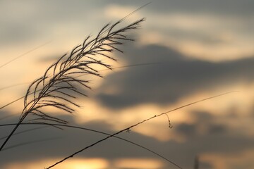 Beautiful bright sunset sky with wild reeds in the foreground