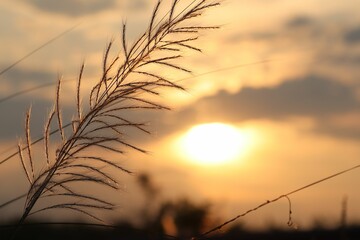 Beautiful bright sunset sky with wild reeds in the foreground - obrazy, fototapety, plakaty