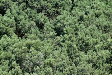 Olive orchard background in summer, Turkey