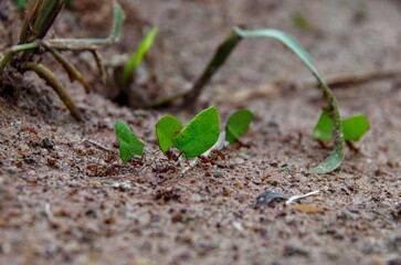 A small cluster of green and vibrant foliage, with ants crawling on the leaves