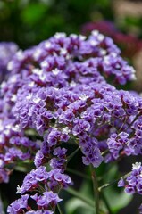 Closeup shot of vibrant and colorful purple lavender flowering plant