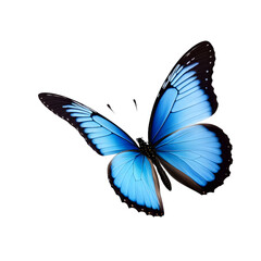 Linda borboleta Azul em voo, borboleta  em voo isolada em um fundo transparente.
