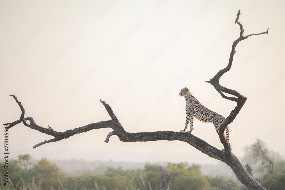 Canvas Prints Cheetah standing up a tree at sunrise to look for prey