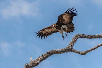 Weißrückengeier (Gyps africanus) fliegt mit ausgebreiteten Flügeln über Ast