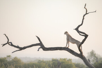 Cheetah standing up a tree at sunrise to look for prey
