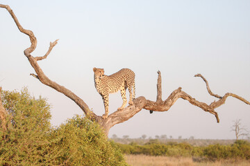 Cheetah standing up a tree at sunrise to look for prey