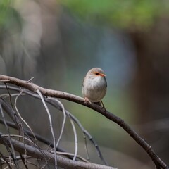 Small brown bird perched atop a branch in a lush, green forest setting
