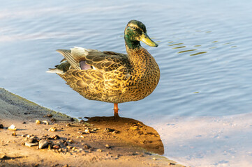 Fototapeta premium duck on the shore