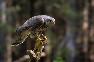 Northern goshawk perched on a branch in a scenic forest landscape.