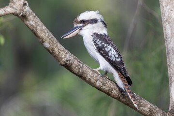 Majestic crested Kookaburra perched atop a tree branch in a lush green forest