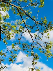 Majestic tree with lush green branches reaching towards a bright blue sky