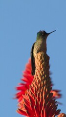 a hummingbird standing on a red flower in the daytime