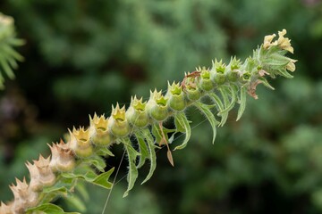 Closeup shot of the Hyoscyamus niger plant, commonly known as henbane.
