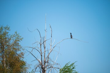 Solitary bird perched atop a dead tree in a scenic outdoor environment